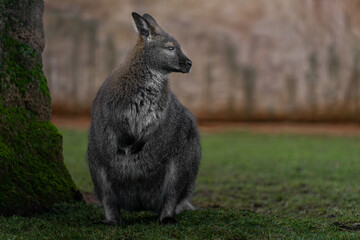 Red-necked wallaby