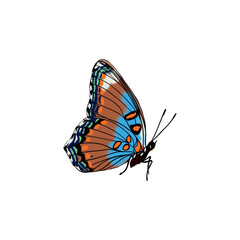 Blue butterfly with bright wings and antennae.