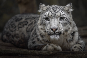 Snow leopard (irbis)