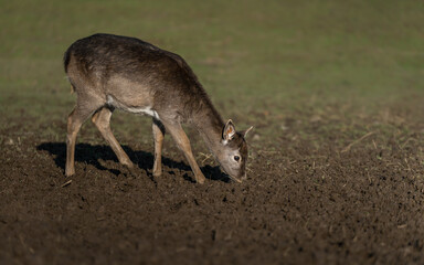 Red deer