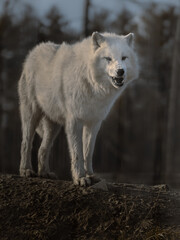 Arctic wolf