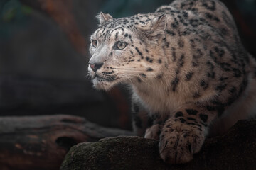 Fototapeta premium Snow leopard (Irbis)