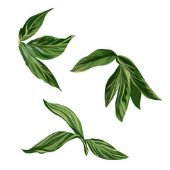 Green peony leaves on a white background. Vector green leaves.