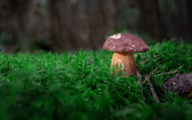Bay bolete