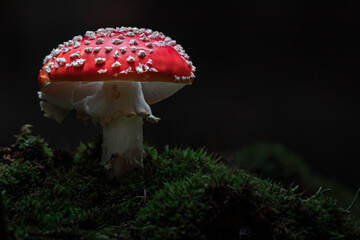 Fly agaric