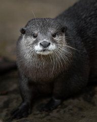 Asian small-clawed otter