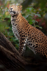 Sri Lankan leopard