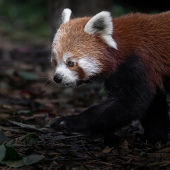 Red panda