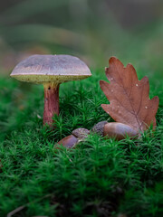 Boletus