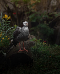 Southern screamer
