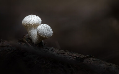 Common puffball