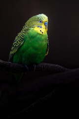 Budgerigar
