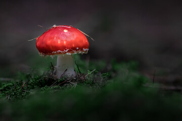 Fly agaric