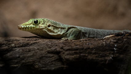 Phelsuma standingi