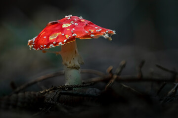 Fly agaric