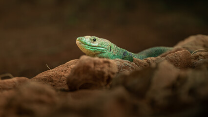 Ocellated lizard