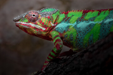 Panther chameleon