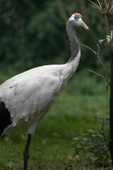 Red-crowned crane
