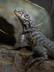 Northern curly-tailed lizard