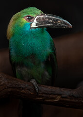 Crimson-rumped toucanet