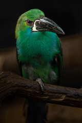Crimson-rumped toucanet