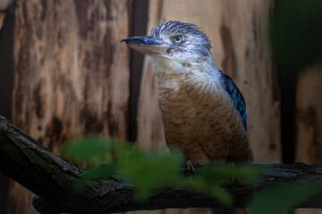 Blue-winged kookaburra