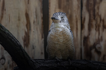 Blue-winged kookaburra