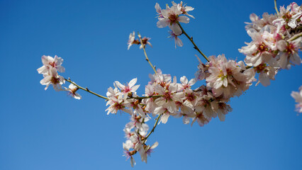 cherry tree blossom