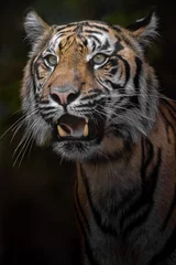 Tuinposter Sumatran tiger © Josef