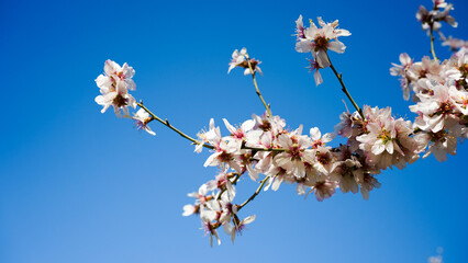 cherry blossom against sky