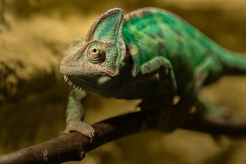 Veiled chameleon