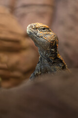 Trnorep skalní (Uromastyx acanthinura)
