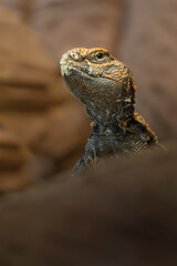 Trnorep skalní (Uromastyx acanthinura)