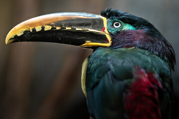 Chestnut-eared aracari