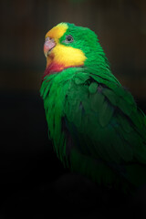 Superb parrot