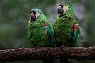 Chestnut-fronted macaw