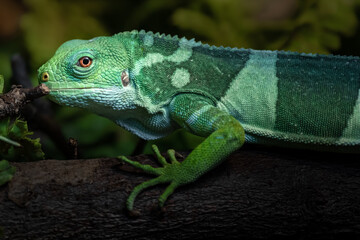 Fiji banded iguana