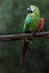 Chestnut-fronted macaw