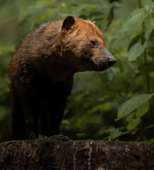 Bush dog