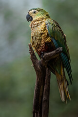 Red-bellied macaw