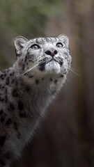 Snow leopard (Irbis)