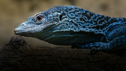 Blue-spotted tree monitor