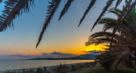 Palm tree by the sea in Alghero at sunset