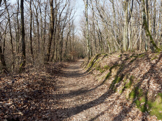 Forest path near Lyon, France, in early march, bright spring day just before the forest starts greening