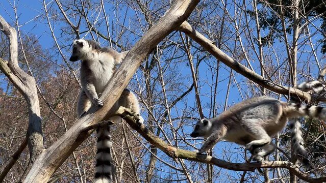 Ring-tailed lemur. Cute and funny lemurs against the blue sky. Stock video clip. 4K