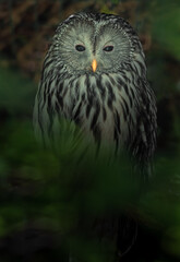 Ural owl