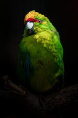 Yellow-crowned parakeet