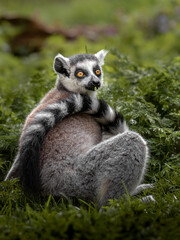 Ring-tailed lemur