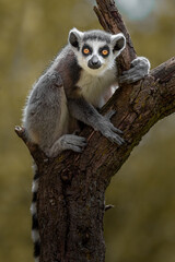 Ring-tailed lemur