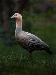 Upland goose